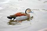 Oiseaux 027
